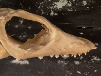 Media type: image;   Herpetology R-13328